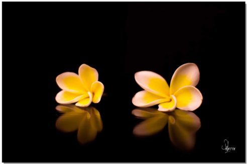 Fleurs de frangipanier- Christophe Palette - Le coeur des Sagesses