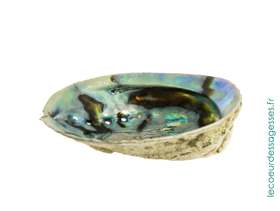 Coquille Ormeau - Le coeur des sagesses 1